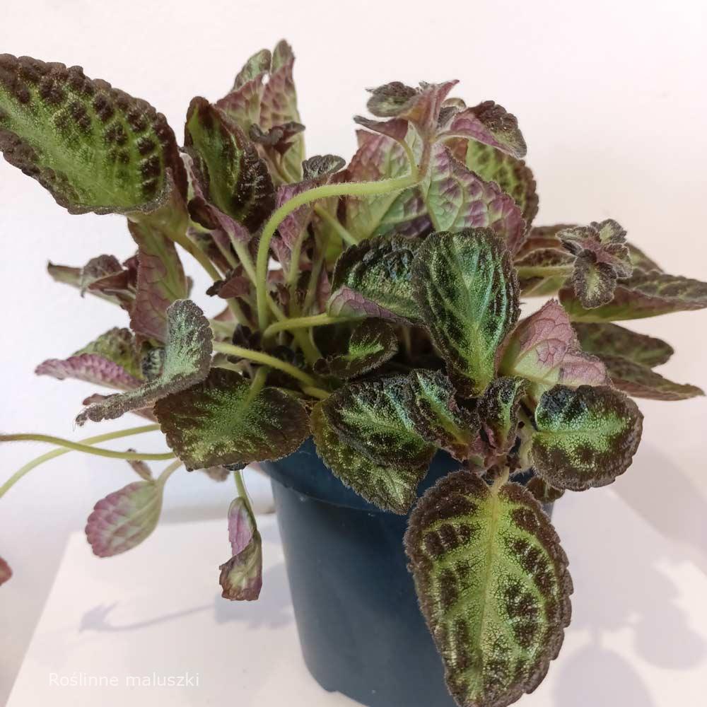 Episcia Met Bloem