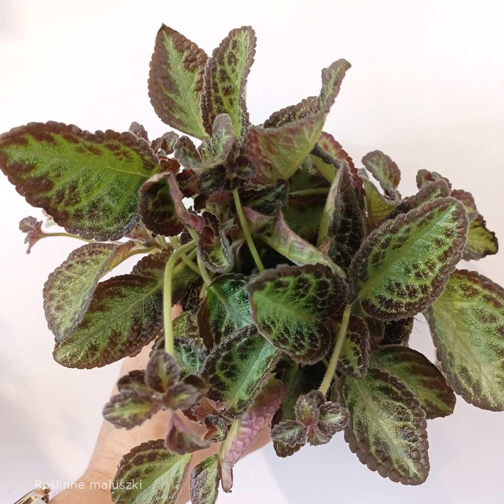 Episcia Met Bloem