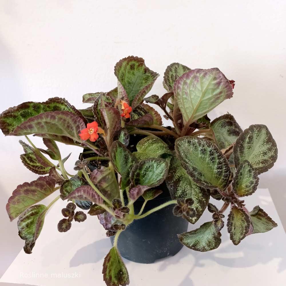 Episcia Met Bloem