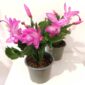 Schlumbergera Anapolis Pink