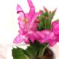 Schlumbergera Anapolis Pink