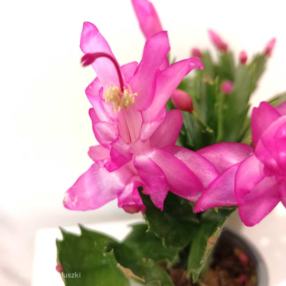 Schlumbergera Anapolis Pink