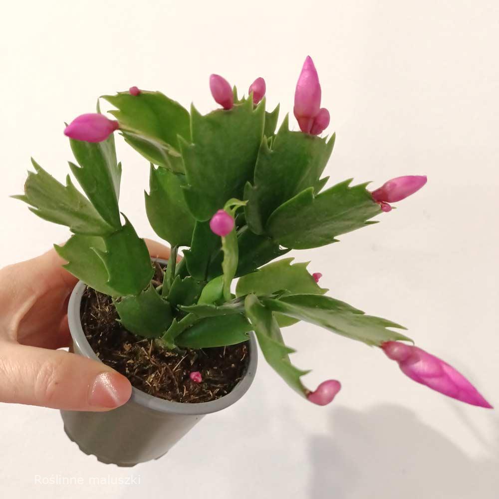 Schlumbergera Anapolis Pink