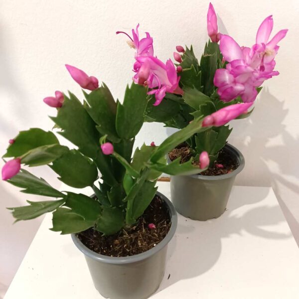 Schlumbergera Anapolis Pink