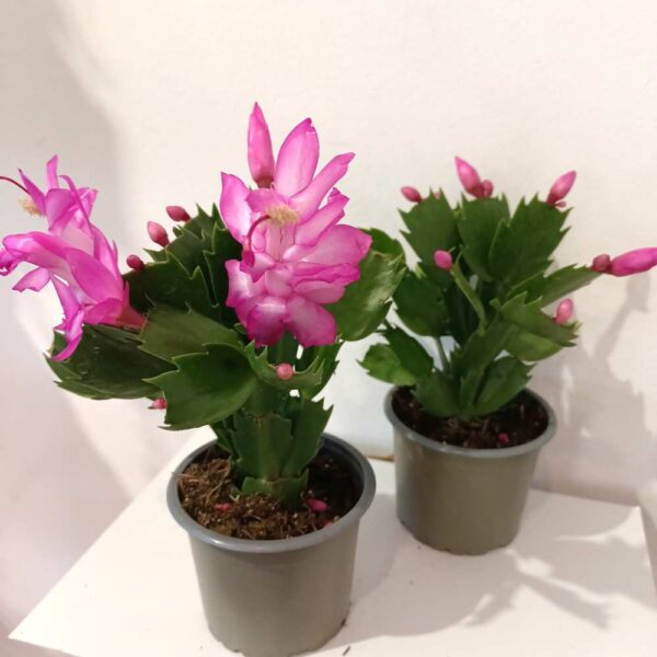 Schlumbergera Anapolis Pink