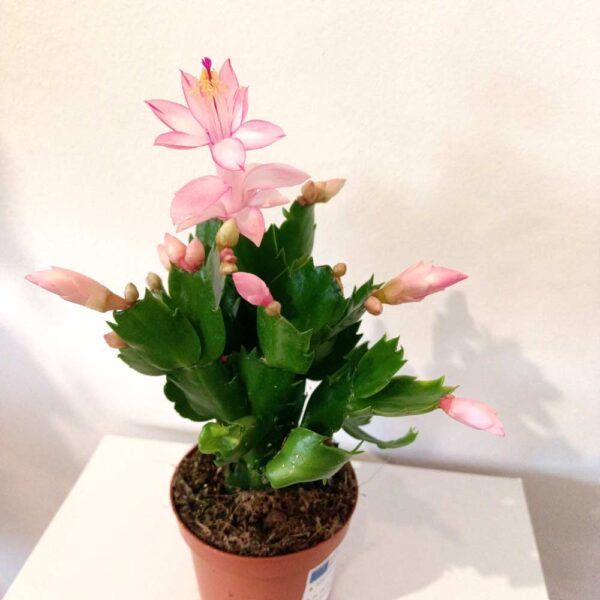 Schlumbergera