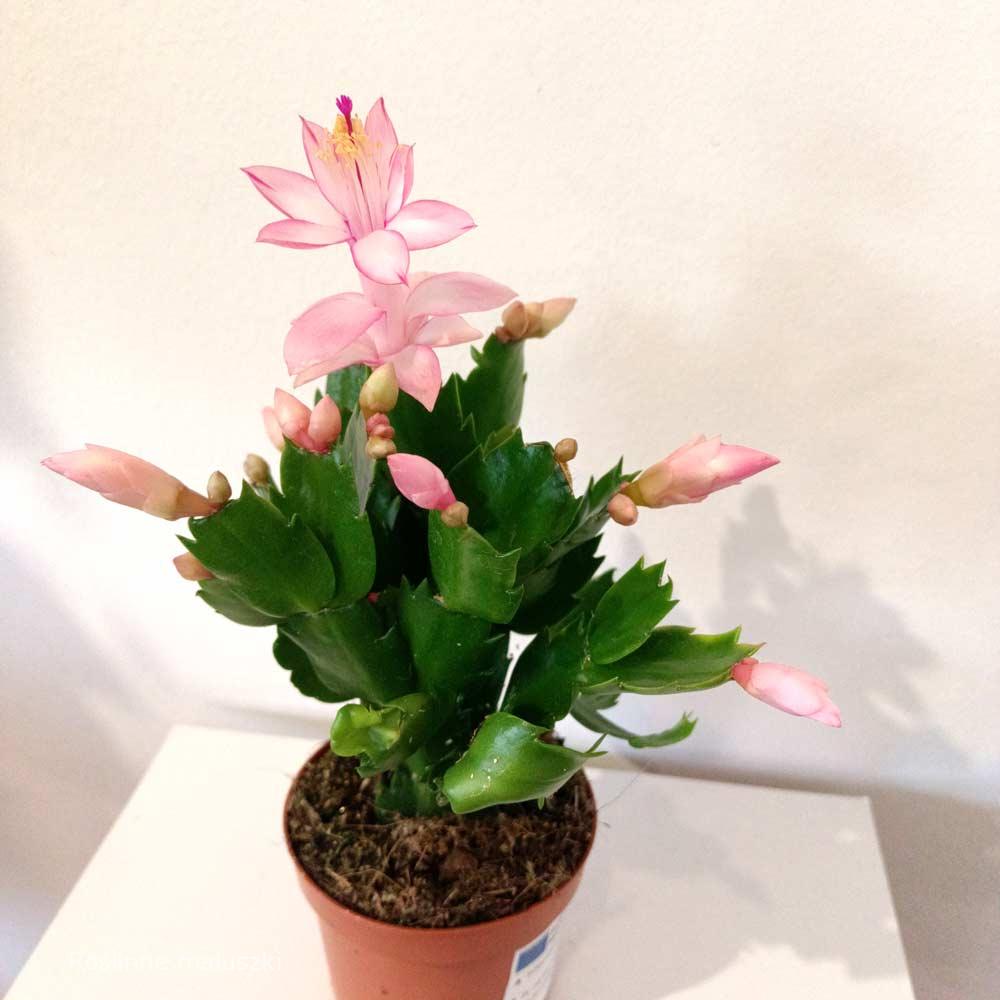 Schlumbergera