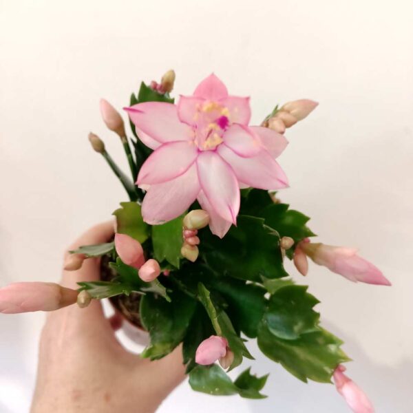 Schlumbergera
