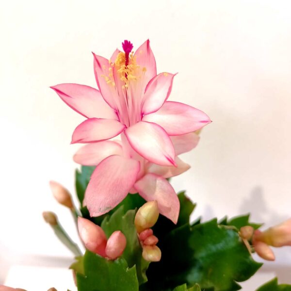 Schlumbergera