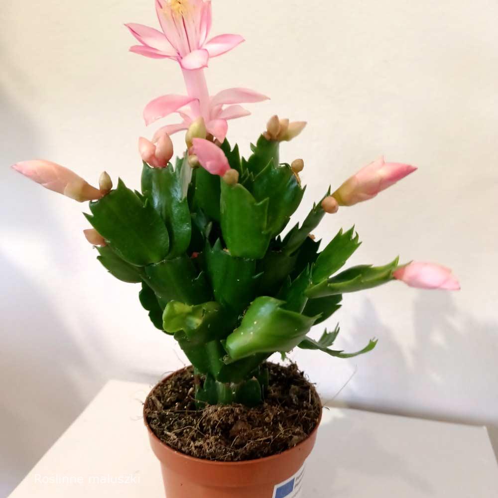 Schlumbergera