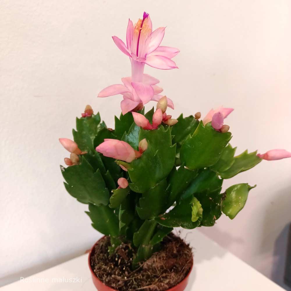 Schlumbergera