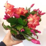 Schlumbergera Red