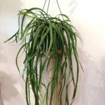 Lepismium Bolivianum