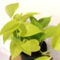 Epipremnum Neon (Golden Pothos)