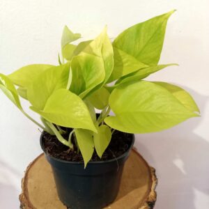 Epipremnum Neon (Golden Pothos)