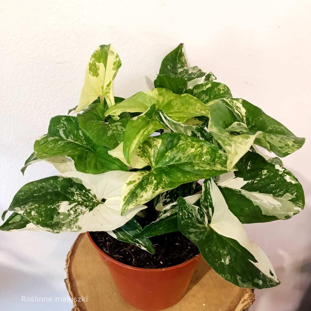 Syngonium Albo Variegata