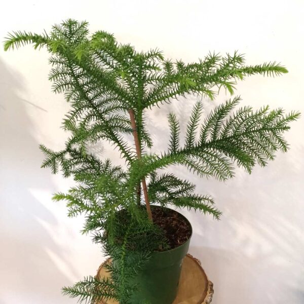 Araucaria heterophylla