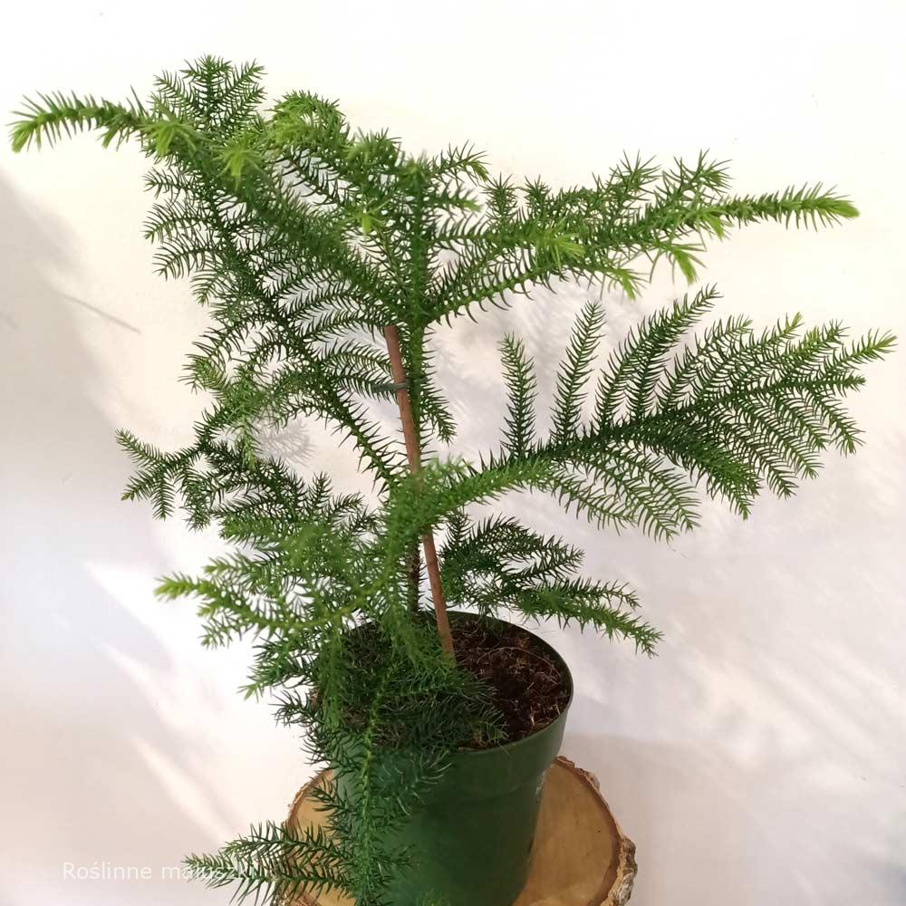 Araucaria heterophylla