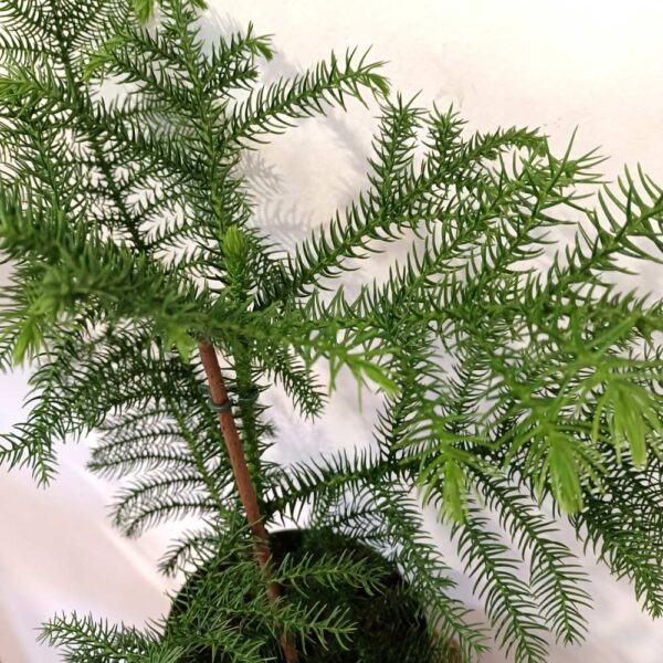 Araucaria heterophylla