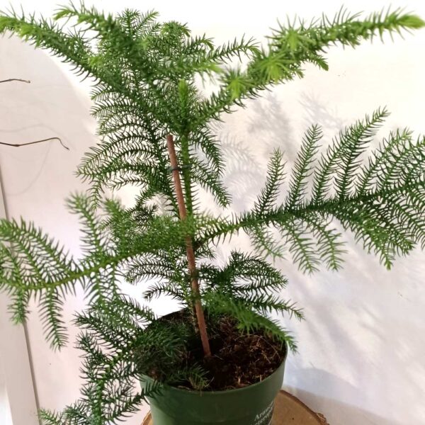 Araucaria heterophylla