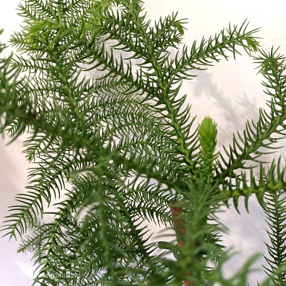 Araucaria heterophylla