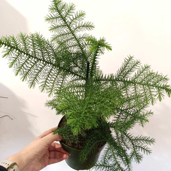 Araucaria heterophylla