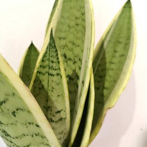 Sansevieria Snow White