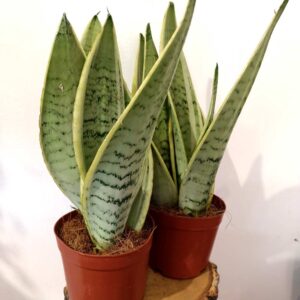 Sansevieria Snow White