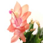 Schlumbergera