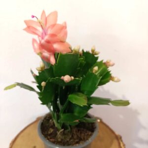 Schlumbergera