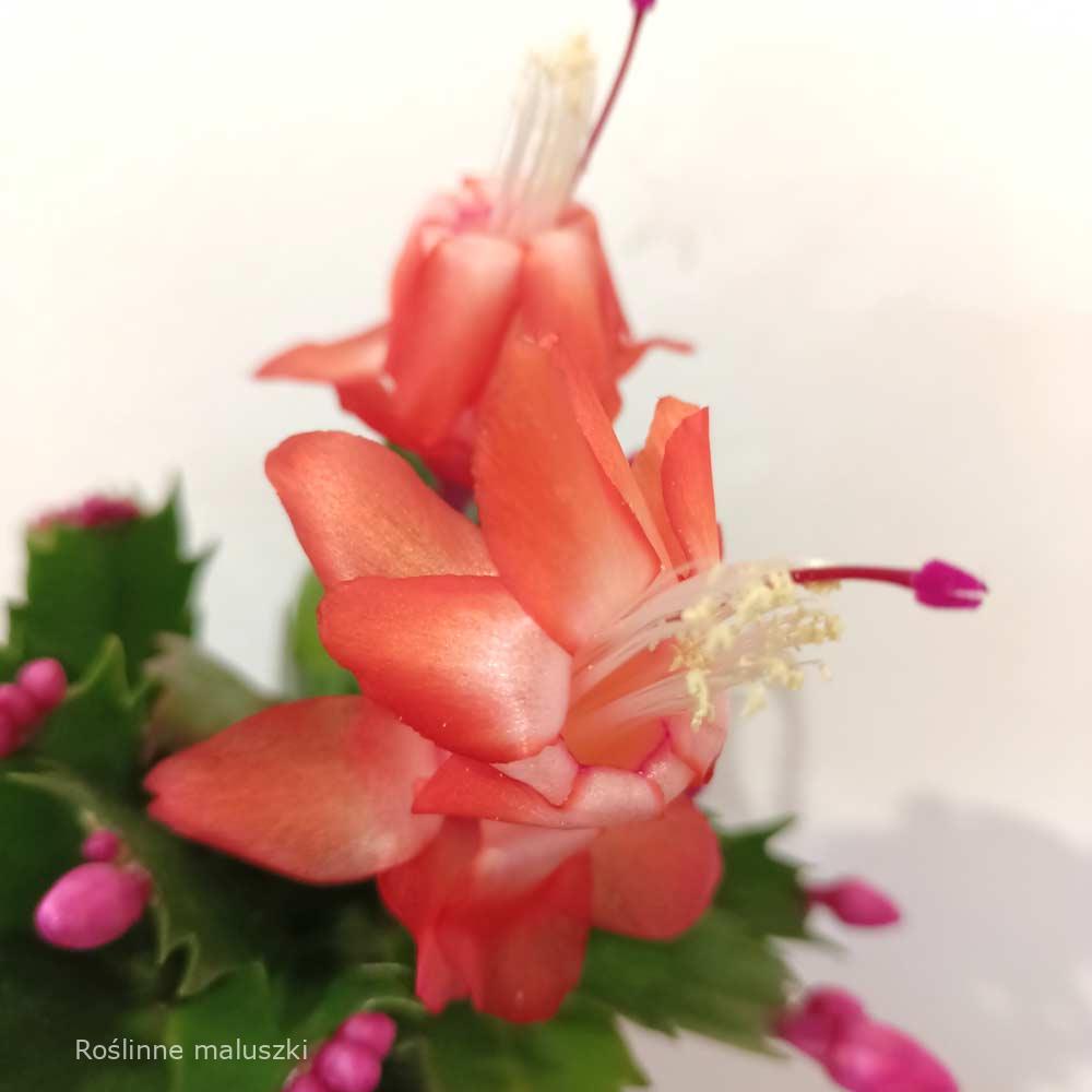 Schlumbergera