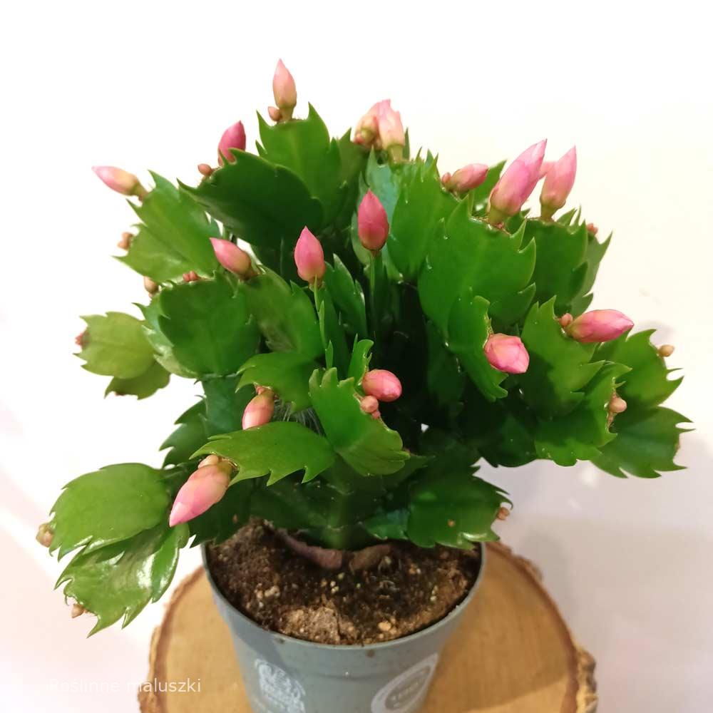 Schlumbergera