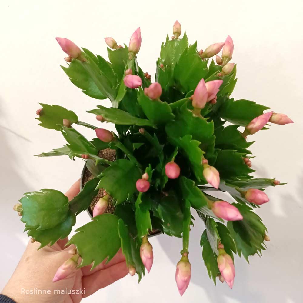 Schlumbergera