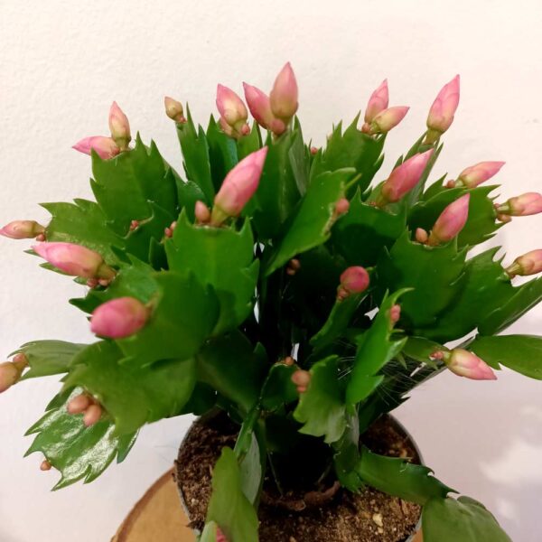 Schlumbergera