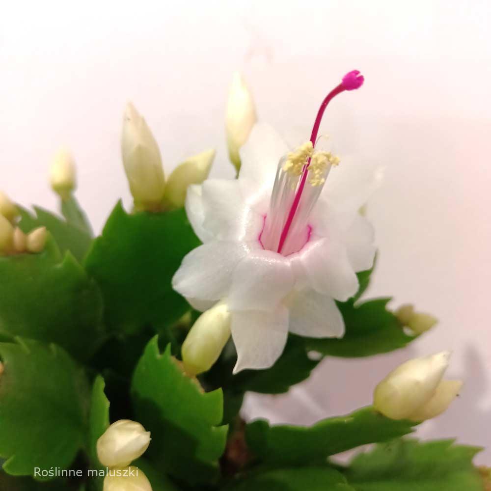 Schlumbergera