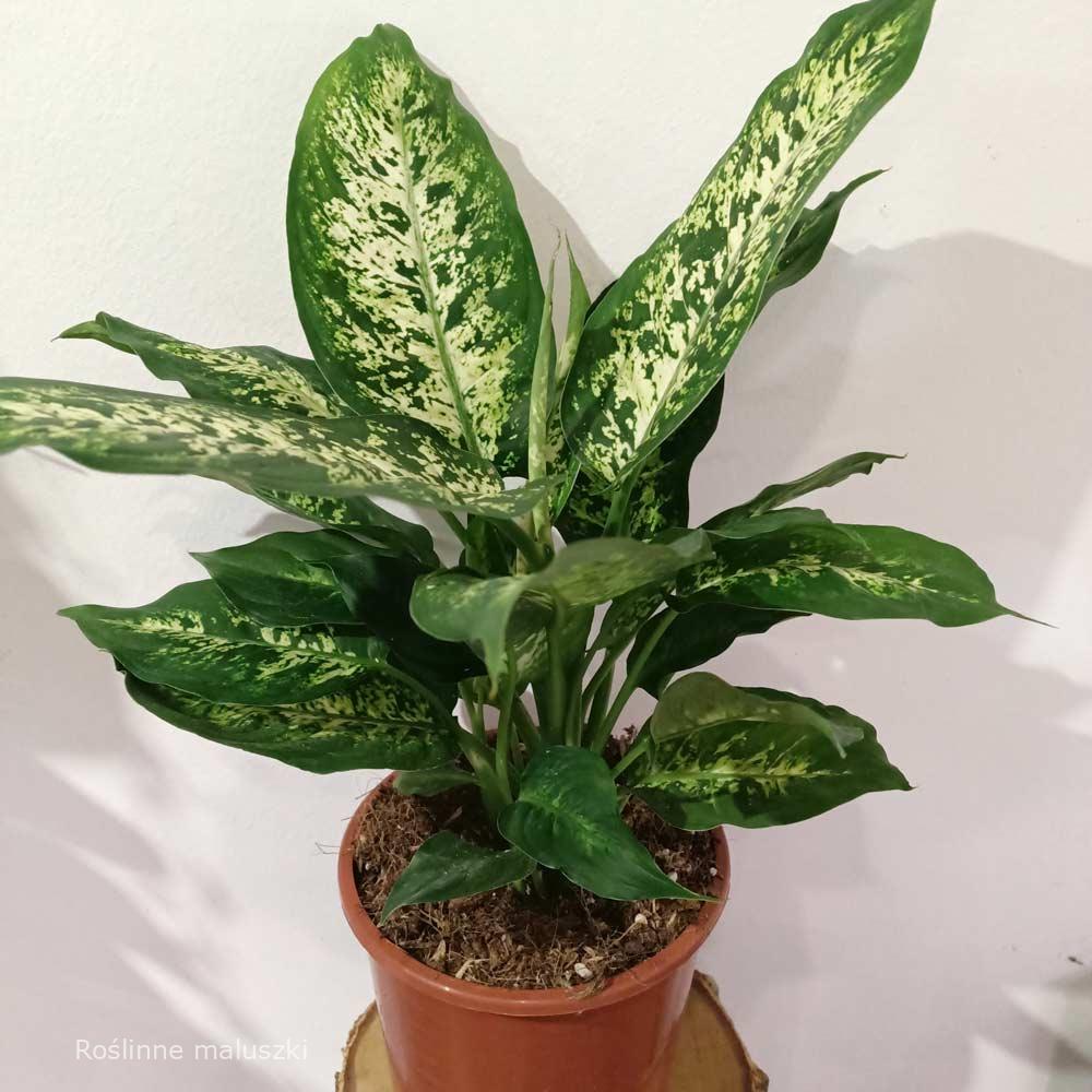 Dieffenbachia Mars