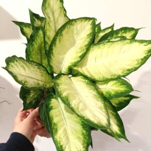 Dieffenbachia Camilla