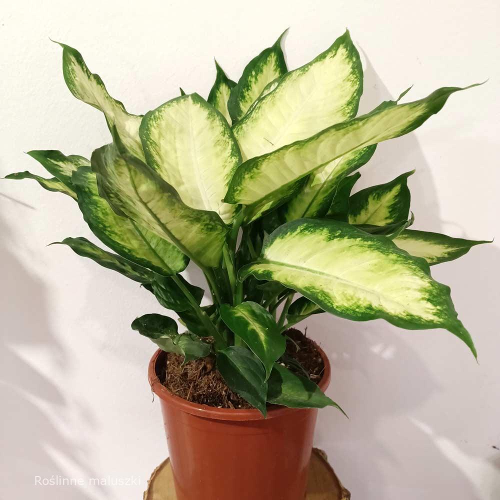 Dieffenbachia Camilla