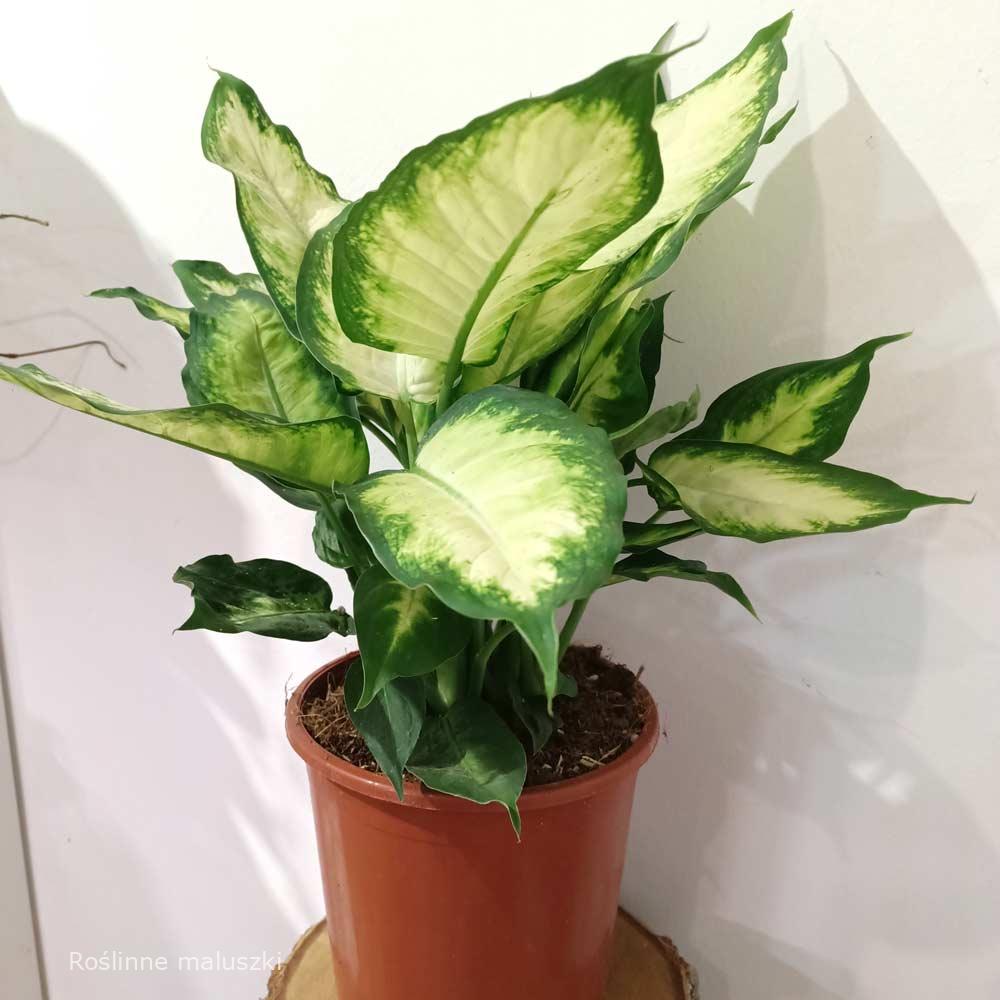 Dieffenbachia Camilla