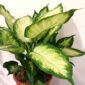 Dieffenbachia Camilla