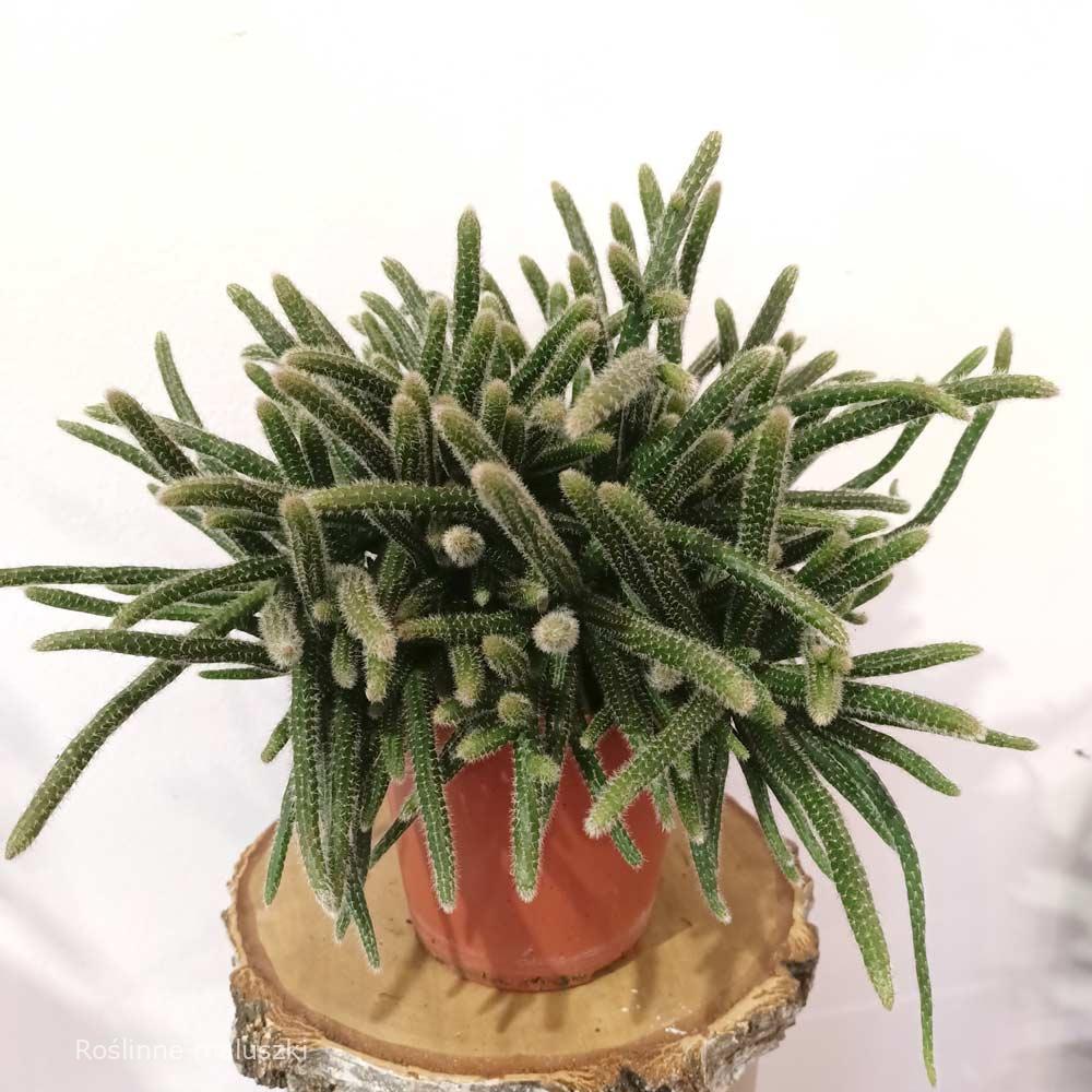 Rhipsalis baccifera Horrida