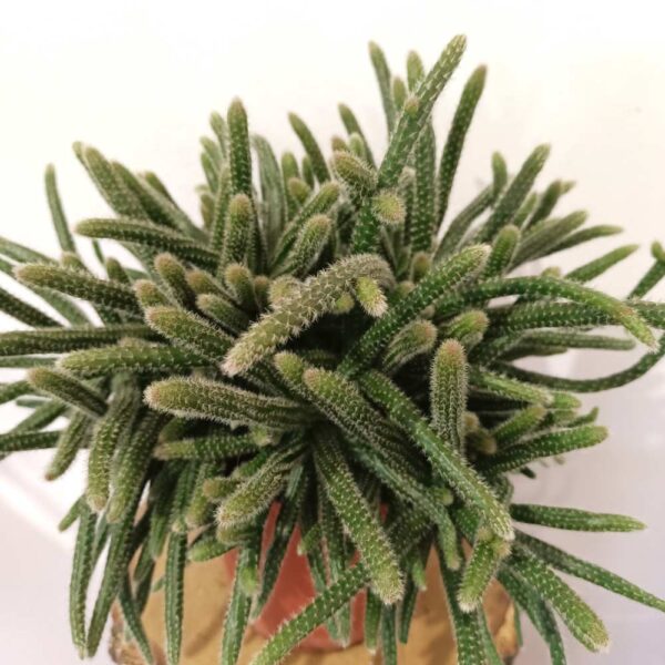 Rhipsalis baccifera Horrida