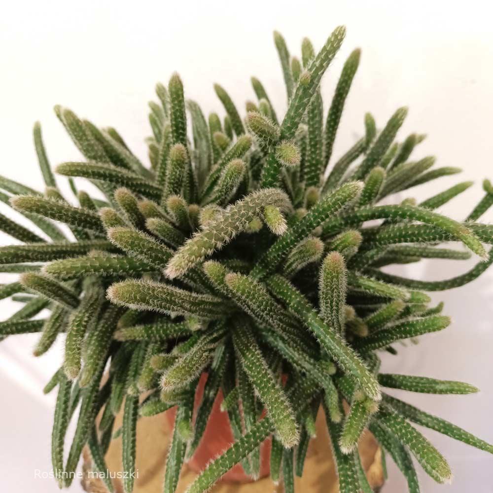 Rhipsalis baccifera Horrida