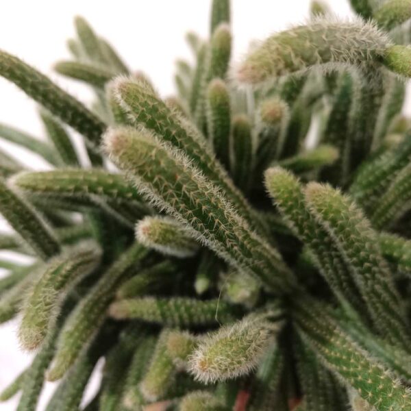 Rhipsalis baccifera Horrida