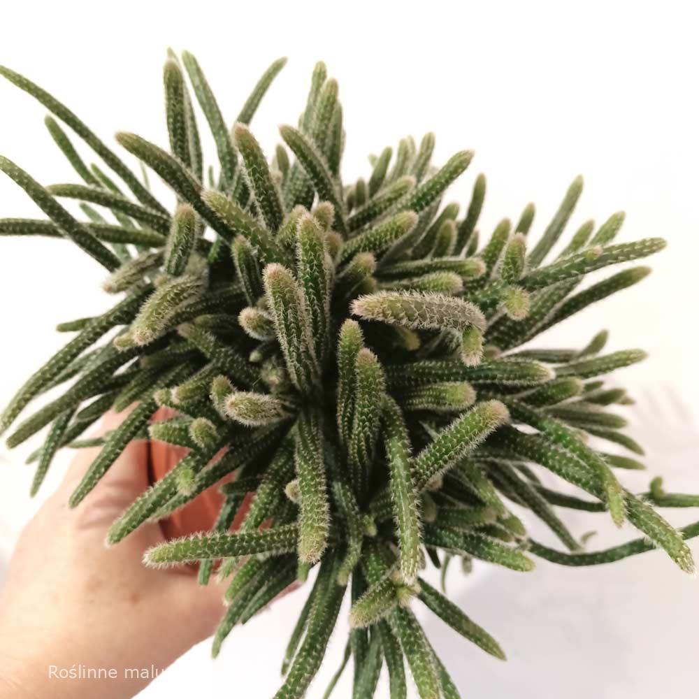 Rhipsalis baccifera Horrida