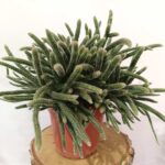 Rhipsalis baccifera Horrida