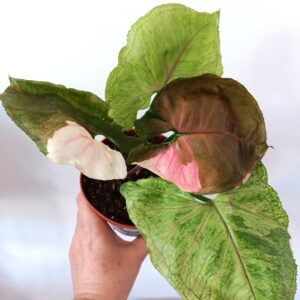 Syngonium Strawberry Ice