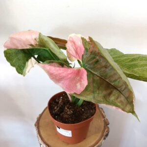 Syngonium Strawberry Ice