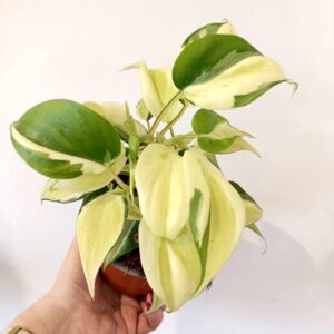 Filodendron scandens Rio