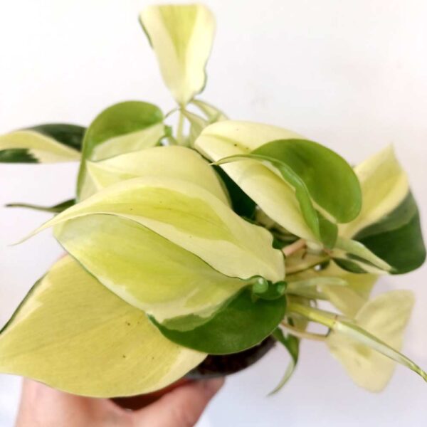 Filodendron scandens Rio